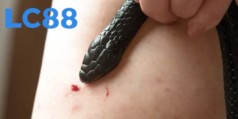 Mơ bị rắn cắn có 2 đầu gặp may với con 22 - 77